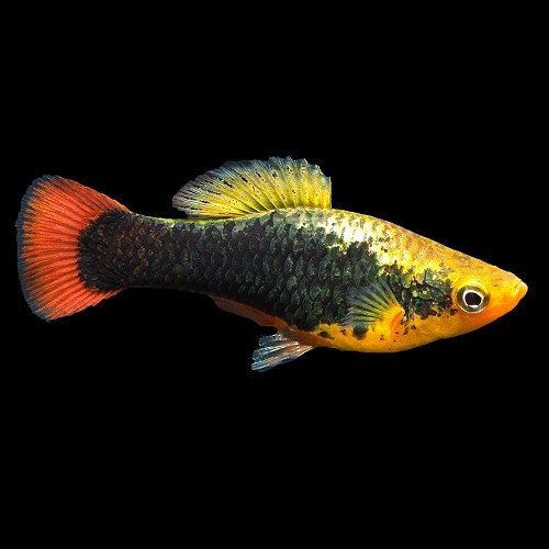 Xiphophorus maculatus Hawaii - Platy Hawaii M
